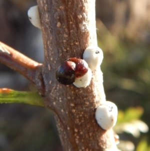 Cychramptodes murrayi at Cook, ACT - 18 Apr 2018 04:37 PM