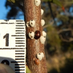 Cychramptodes murrayi at Cook, ACT - 18 Apr 2018 04:37 PM