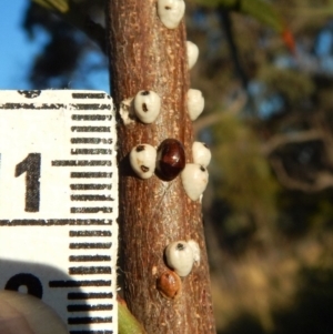 Cychramptodes murrayi at Cook, ACT - 18 Apr 2018