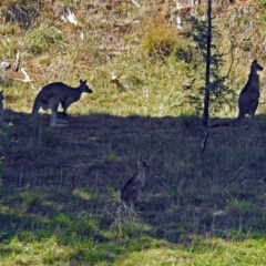 Macropus giganteus (Eastern Grey Kangaroo) at Molonglo River Reserve - 18 Apr 2018 by RodDeb