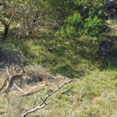 Macropus giganteus at Molonglo River Reserve - 18 Apr 2018 11:41 AM