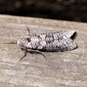 Lepidoscia adelopis, annosella and similar species at O'Connor, ACT - 18 Mar 2018
