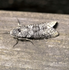 Lepidoscia adelopis, annosella and similar species at O'Connor, ACT - 18 Mar 2018 10:13 PM