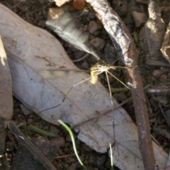 Tipulidae sp. (family) (Unidentified Crane Fly) at Majura, ACT - 18 Apr 2018 by jbromilow50