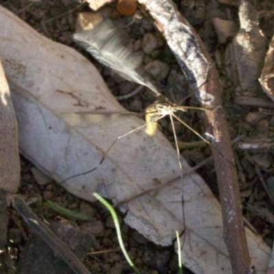 Tipulidae sp. (family) (Unidentified Crane Fly) at Mount Ainslie - 18 Apr 2018 by jbromilow50