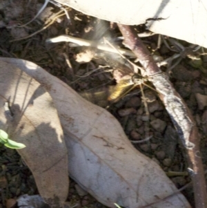 Tipulidae sp. (family) at Majura, ACT - 18 Apr 2018