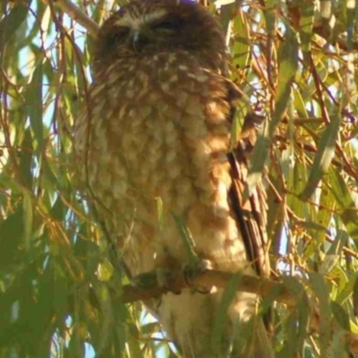 Ninox boobook (Southern Boobook) at Aranda, ACT - 13 Jan 2008 by KMcCue