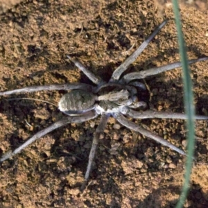 Lycosidae (family) at Ainslie, ACT - 18 Apr 2018 06:00 PM