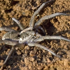 Lycosidae (family) at Ainslie, ACT - 18 Apr 2018 06:00 PM