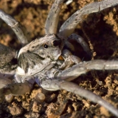 Lycosidae (family) at Ainslie, ACT - 18 Apr 2018