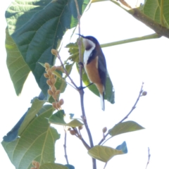 Acanthorhynchus tenuirostris (Eastern Spinebill) at Hughes, ACT - 18 Apr 2018 by JackyF