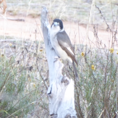 Cracticus torquatus (Grey Butcherbird) at Hughes Grassy Woodland - 18 Apr 2018 by JackyF