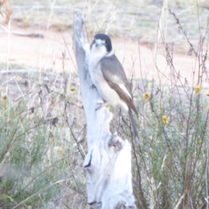 Cracticus torquatus at Hughes, ACT - 18 Apr 2018