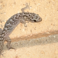 Christinus marmoratus (Southern Marbled Gecko) at Higgins, ACT - 18 Apr 2018 by AlisonMilton