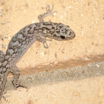 Christinus marmoratus (Southern Marbled Gecko) at Higgins, ACT - 18 Apr 2018 by AlisonMilton