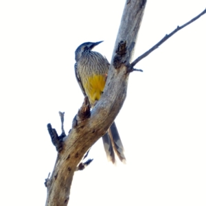 Anthochaera carunculata at Deakin, ACT - 17 Apr 2018 02:38 PM