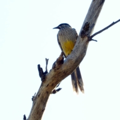 Anthochaera carunculata at Deakin, ACT - 17 Apr 2018 02:38 PM