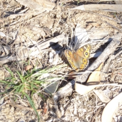 Junonia villida (Meadow Argus) at Red Hill to Yarralumla Creek - 18 Apr 2018 by JackyF