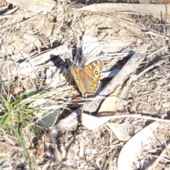 Junonia villida at Deakin, ACT - 18 Apr 2018 03:06 PM