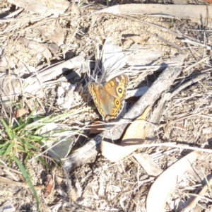 Junonia villida at Deakin, ACT - 18 Apr 2018