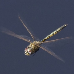 Hemicordulia tau (Tau Emerald) at Dickson, ACT - 17 Apr 2018 by jb2602