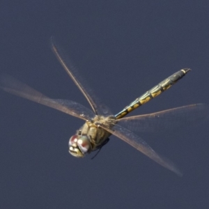 Hemicordulia tau at Dickson, ACT - 17 Apr 2018 12:34 PM