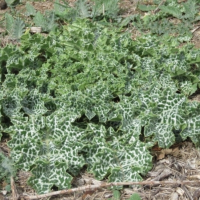 Silybum marianum (Variegated Thistle) at QPRC LGA - 16 Apr 2018 by KumikoCallaway