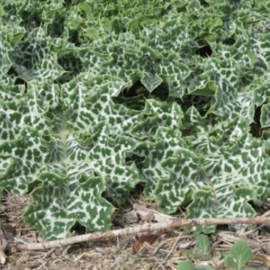 Silybum marianum at Googong Foreshore - 16 Apr 2018 11:02 AM