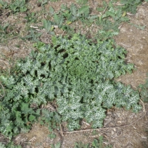 Silybum marianum at Googong Foreshore - 16 Apr 2018 11:02 AM