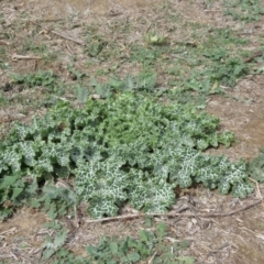 Silybum marianum at Googong Foreshore - 16 Apr 2018 11:02 AM