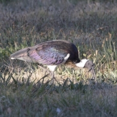 Threskiornis spinicollis (Straw-necked Ibis) at Black Street Grasslands to Stirling Ridge - 17 Apr 2018 by AlisonMilton