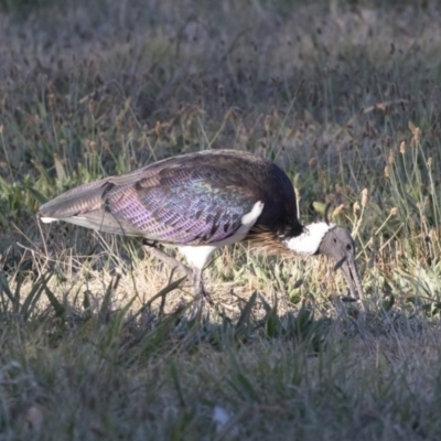 Threskiornis spinicollis (Straw-necked Ibis) at Yarralumla, ACT - 17 Apr 2018 by AlisonMilton