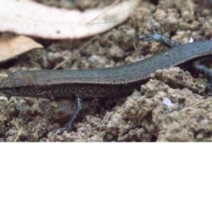 Lampropholis delicata at Majura, ACT - 16 Apr 2018