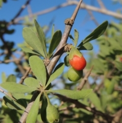 Lycium ferocissimum (African Boxthorn) at Denman Prospect, ACT - 28 Mar 2018 by michaelb