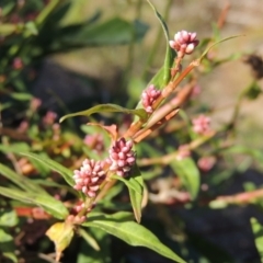 Persicaria decipiens (Slender Knotweed) at Molonglo River Reserve - 28 Mar 2018 by michaelb