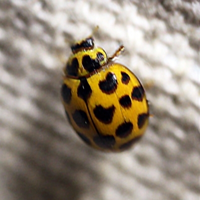 Harmonia conformis (Common Spotted Ladybird) at O'Connor, ACT - 12 Apr 2018 by ibaird