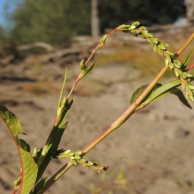 Persicaria hydropiper (Water Pepper) at Molonglo Valley, ACT - 28 Mar 2018 by MichaelBedingfield