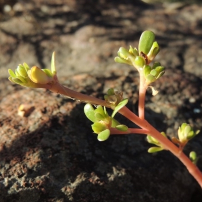 Portulaca oleracea (Pigweed, Purslane) at Molonglo Valley, ACT - 28 Mar 2018 by michaelb