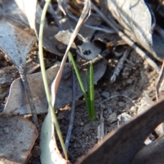 Diuris chryseopsis (Golden Moth) at Mount Painter - 18 Apr 2018 by CathB