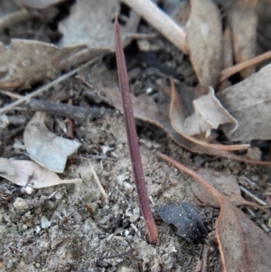 Thelymitra pauciflora at Belconnen, ACT - 18 Apr 2018