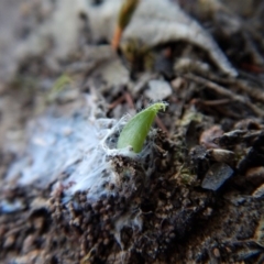 Glossodia major (Wax Lip Orchid) at Cook, ACT - 18 Apr 2018 by CathB