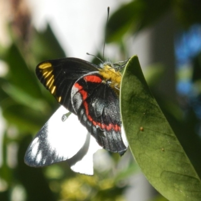 Delias nigrina (Black Jezebel) at Acton, ACT - 19 Apr 2018 by MichaelMulvaney