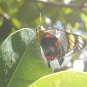 Delias nigrina at Acton, ACT - 19 Apr 2018 12:23 PM