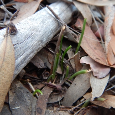 Thelymitra brevifolia (Short-leaf Sun Orchid) at Mount Painter - 18 Apr 2018 by CathB