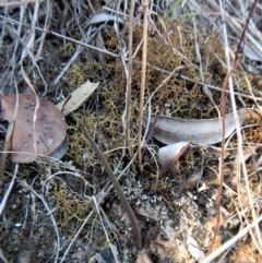 Thelymitra nuda (Scented Sun Orchid) at Cook, ACT - 18 Apr 2018 by CathB