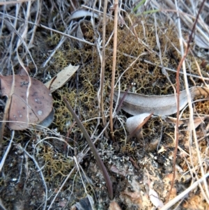 Thelymitra nuda at Cook, ACT - 18 Apr 2018