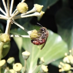 Lasioglossum (Parasphecodes) sp. (genus & subgenus) (Halictid bee) at Cook, ACT - 18 Apr 2018 by CathB