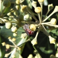 Lasioglossum (Parasphecodes) sp. (genus & subgenus) at Cook, ACT - 18 Apr 2018