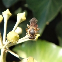 Lasioglossum (Parasphecodes) sp. (genus & subgenus) at Cook, ACT - 18 Apr 2018