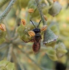 Lasioglossum (Parasphecodes) sp. (genus & subgenus) at Cook, ACT - 18 Apr 2018 03:13 PM